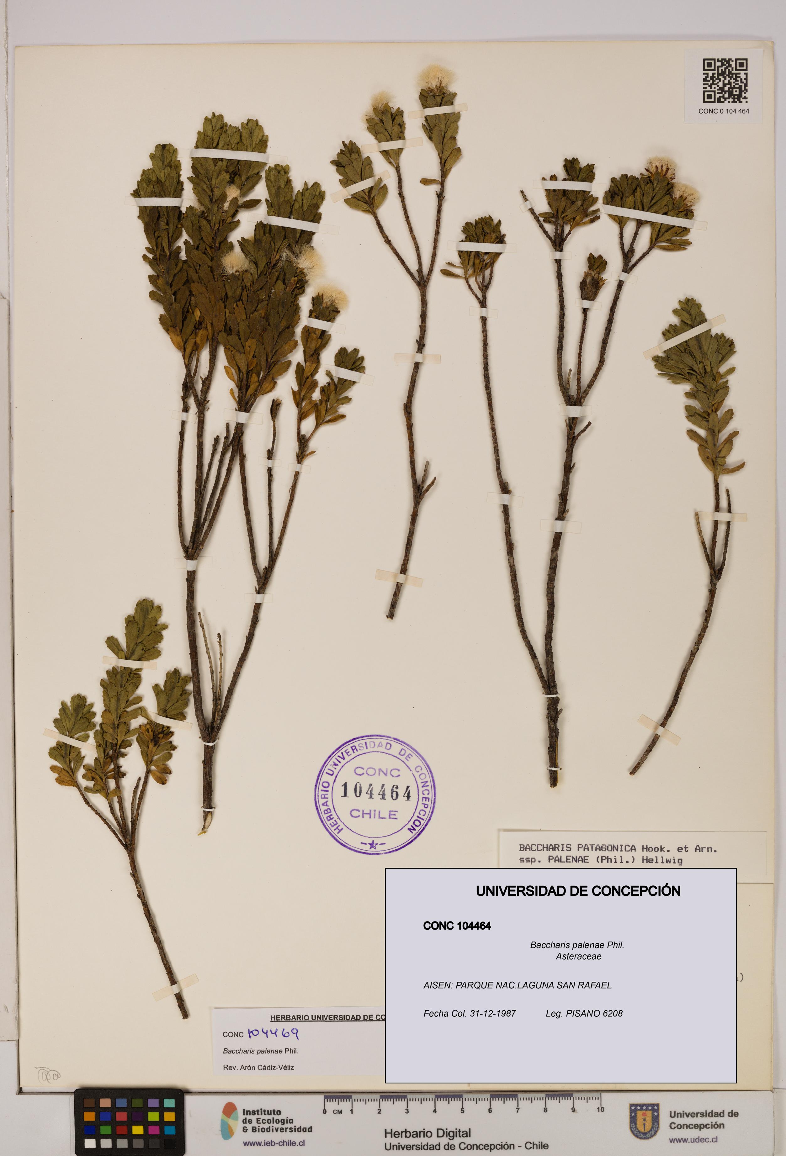 Baccharis patagonica [Espécimen: UDEC:CONC:0104464]
