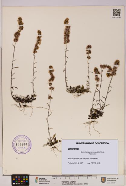 Gamochaeta americana [Espécimen: UDEC:CONC:0104466]