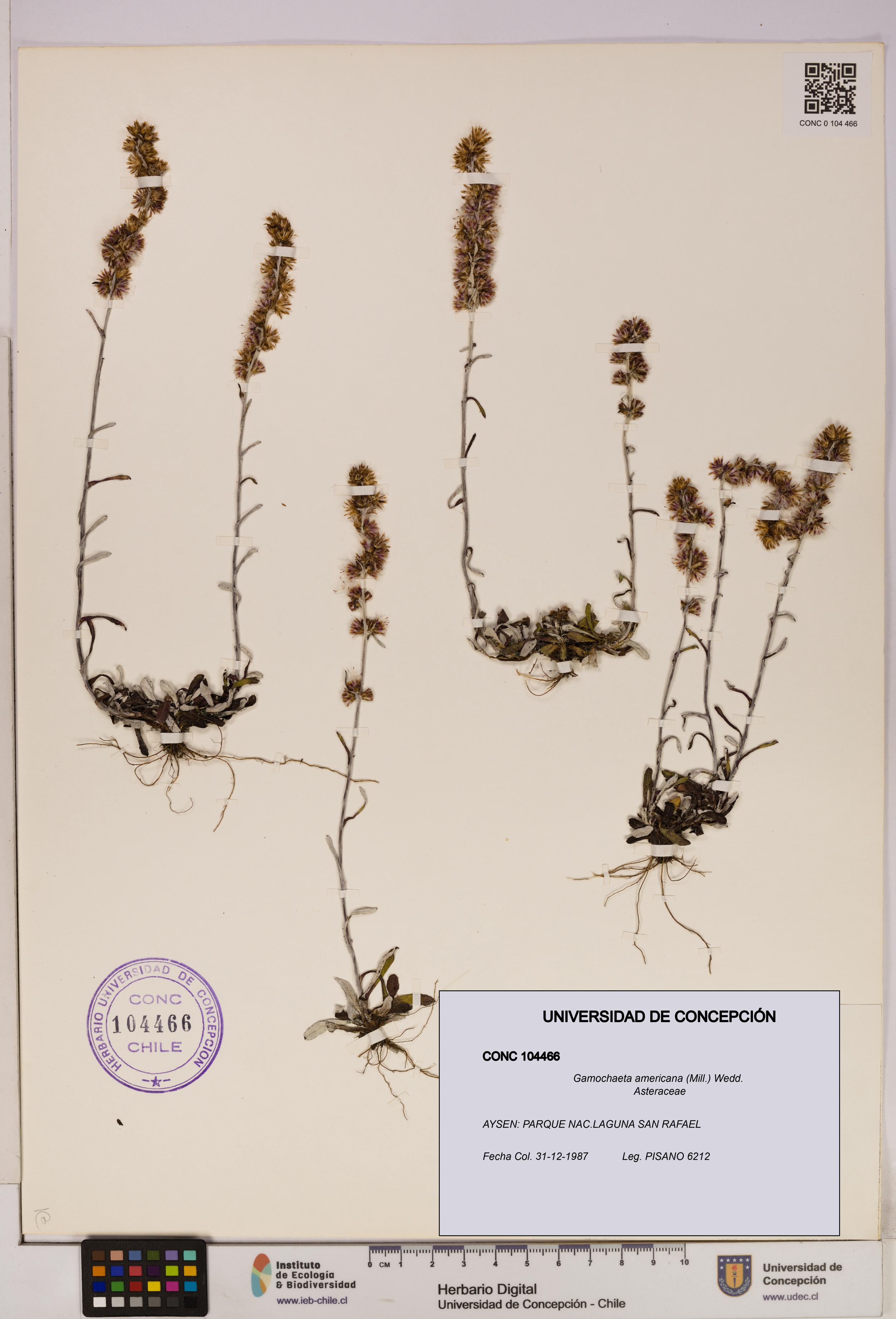 Gamochaeta americana [Espécimen: UDEC:CONC:0104466]