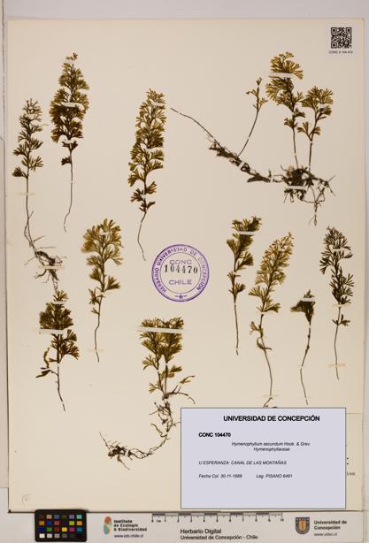 Hymenophyllum secundum [Espécimen: ]