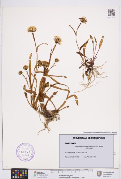 Symphyotrichum vahlii [Espécimen: ]