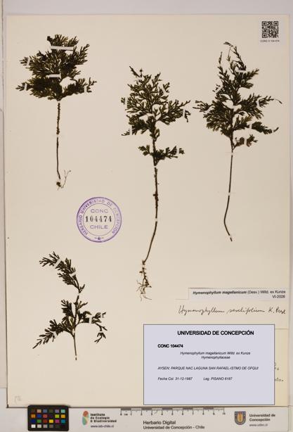 Hymenophyllum magellanicum [Espécimen: ]