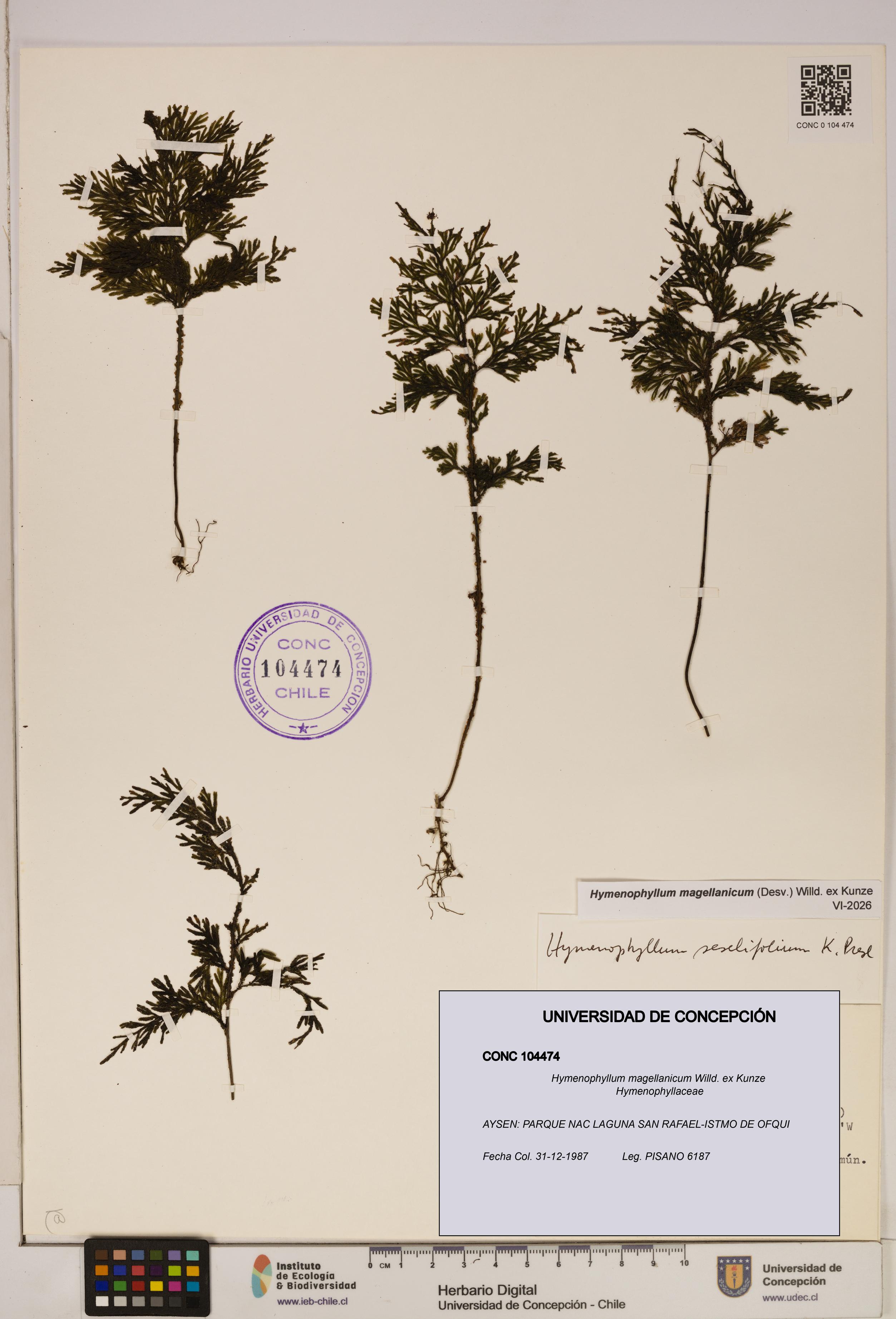 Hymenophyllum magellanicum [Espécimen: ]