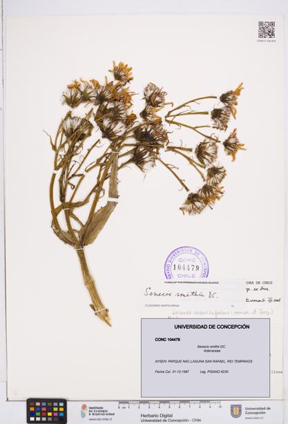 Senecio smithii [Espécimen: ]