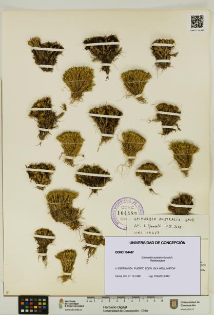 Gaimardia australis [Espécimen: UDEC:CONC:0104487]