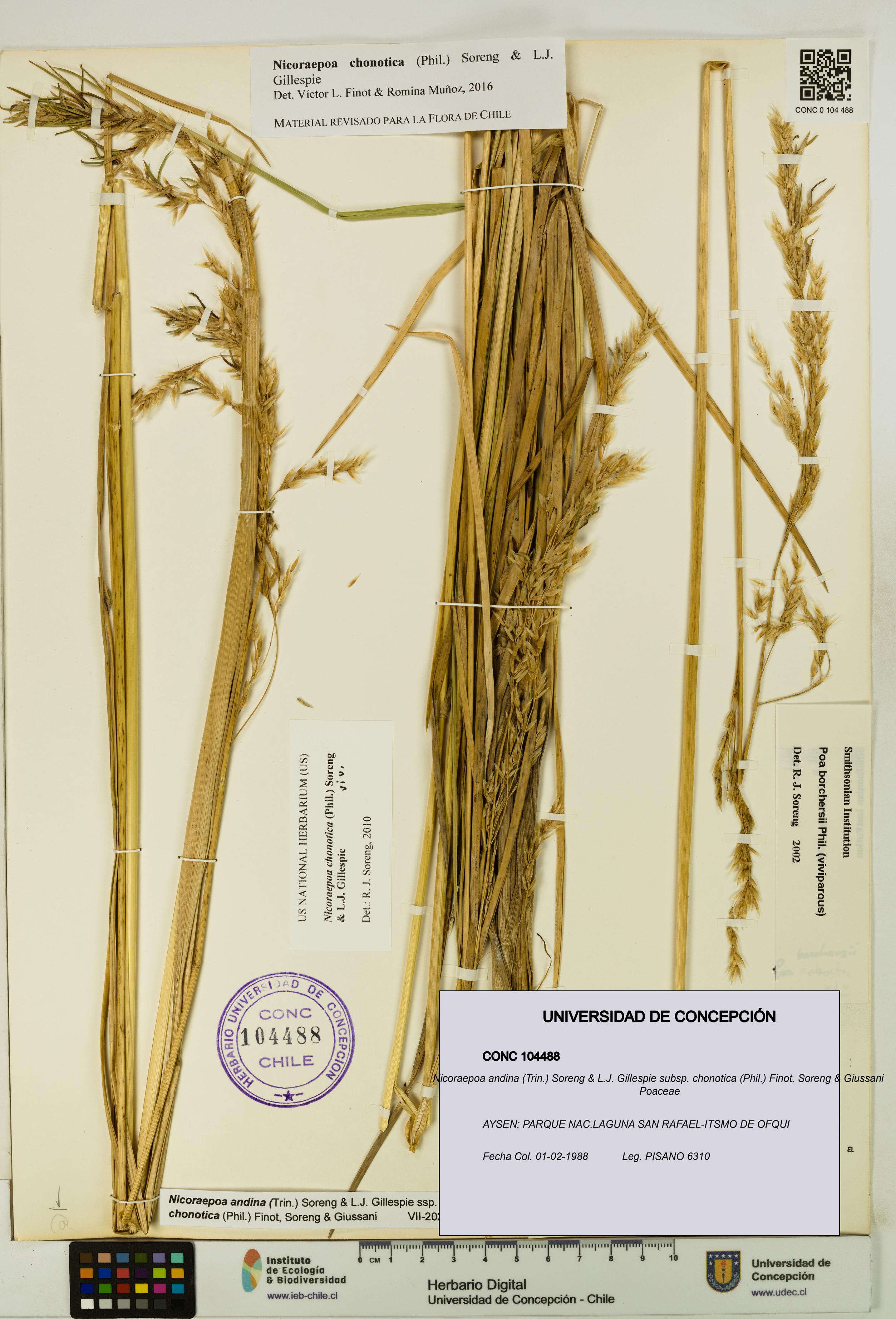 Nicoraepoa andina subsp. chonotica [Espécimen: UDEC:CONC:0104488]
