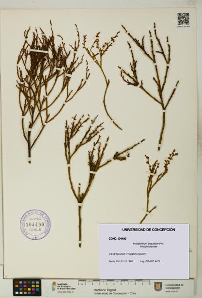 Misodendrum angulatum [Espécimen: UDEC:CONC:0104490]