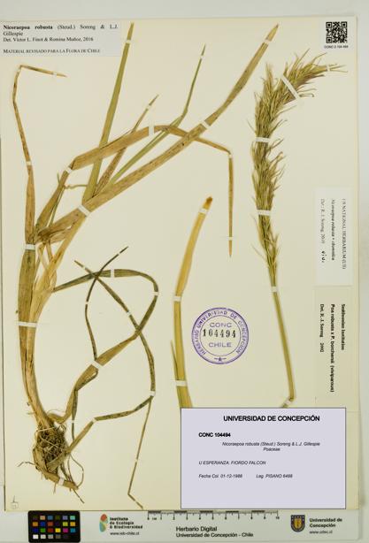 Nicoraepoa robusta [Espécimen: UDEC:CONC:0104494]