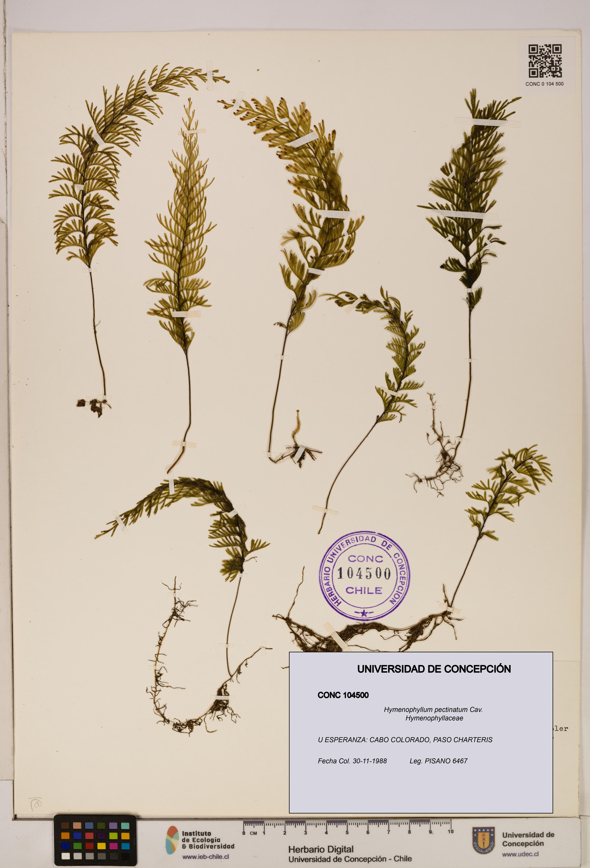 Hymenophyllum pectinatum [Espécimen: ]