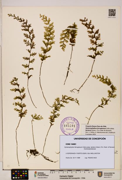 Hymenophyllum ferrugineum [Espécimen: UDEC:CONC:0104501]