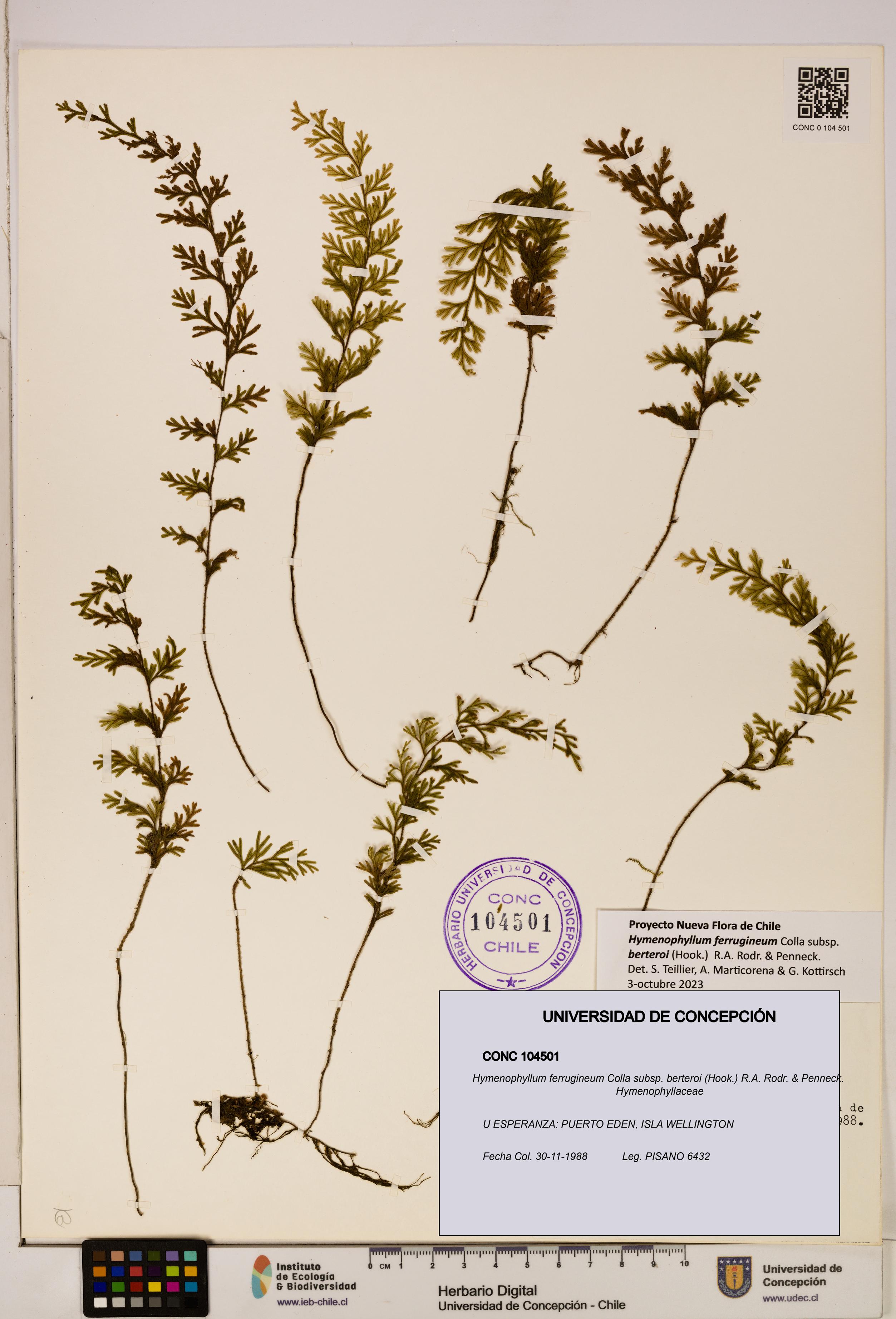 Hymenophyllum ferrugineum [Espécimen: UDEC:CONC:0104501]