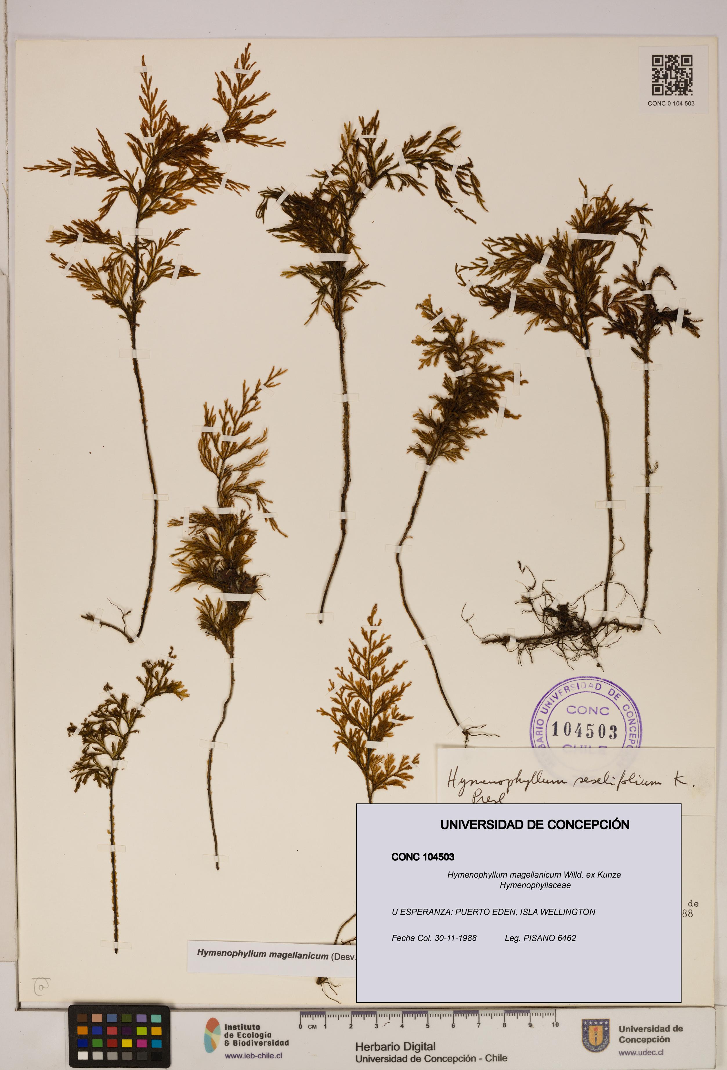 Hymenophyllum magellanicum [Espécimen: ]