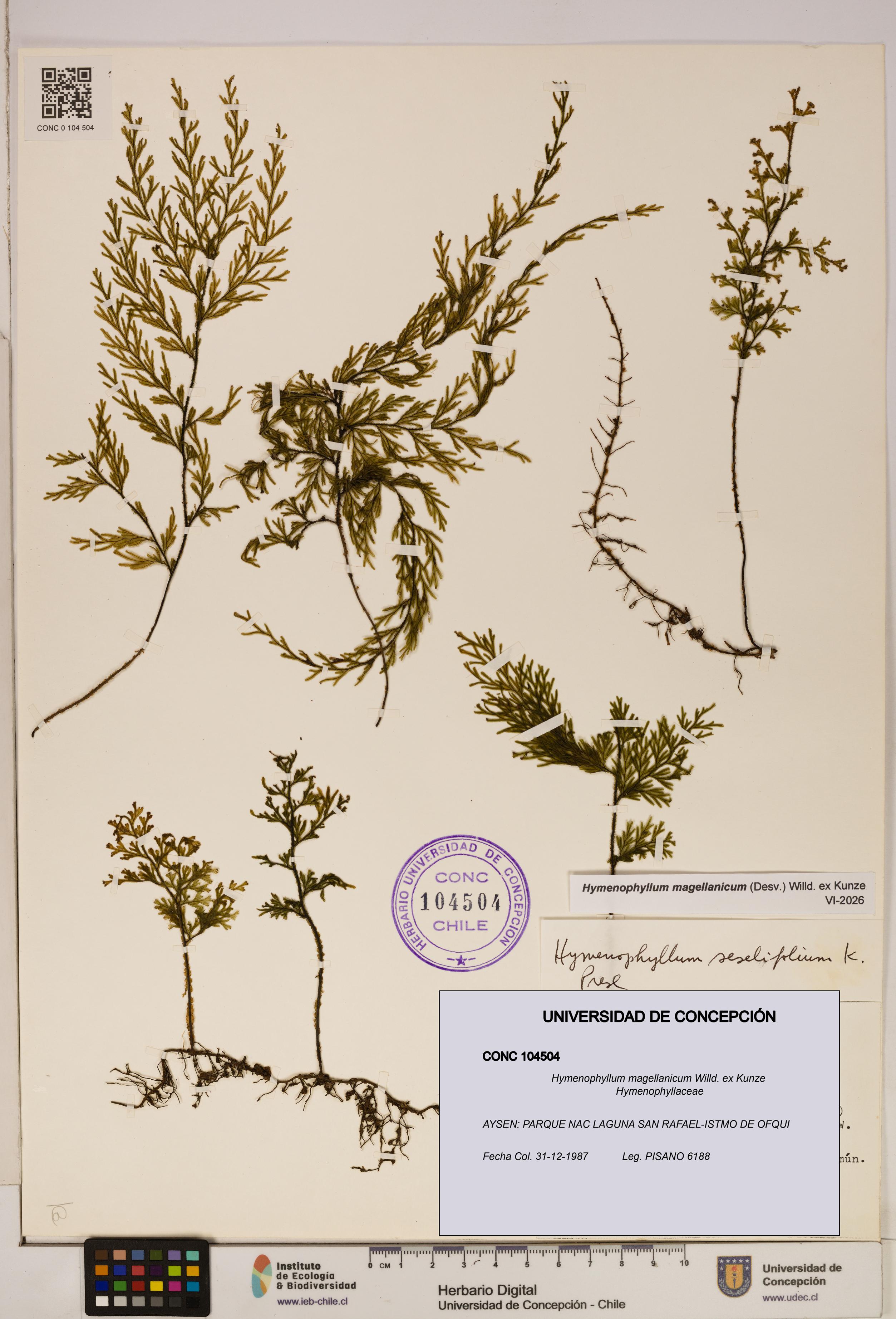 Hymenophyllum magellanicum [Espécimen: ]