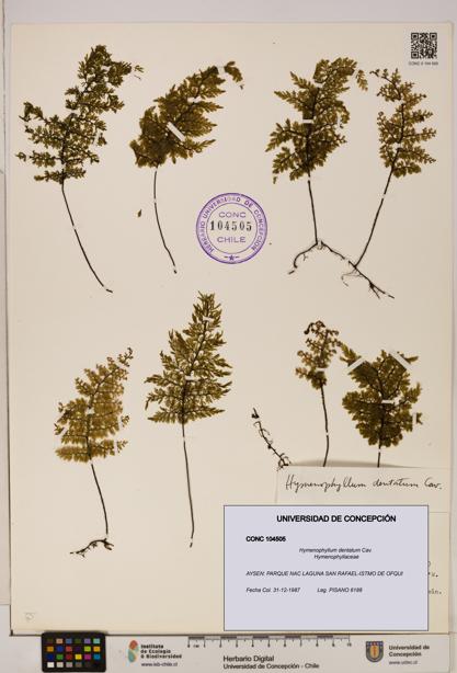 Hymenophyllum dentatum [Espécimen: UDEC:CONC:0104505]