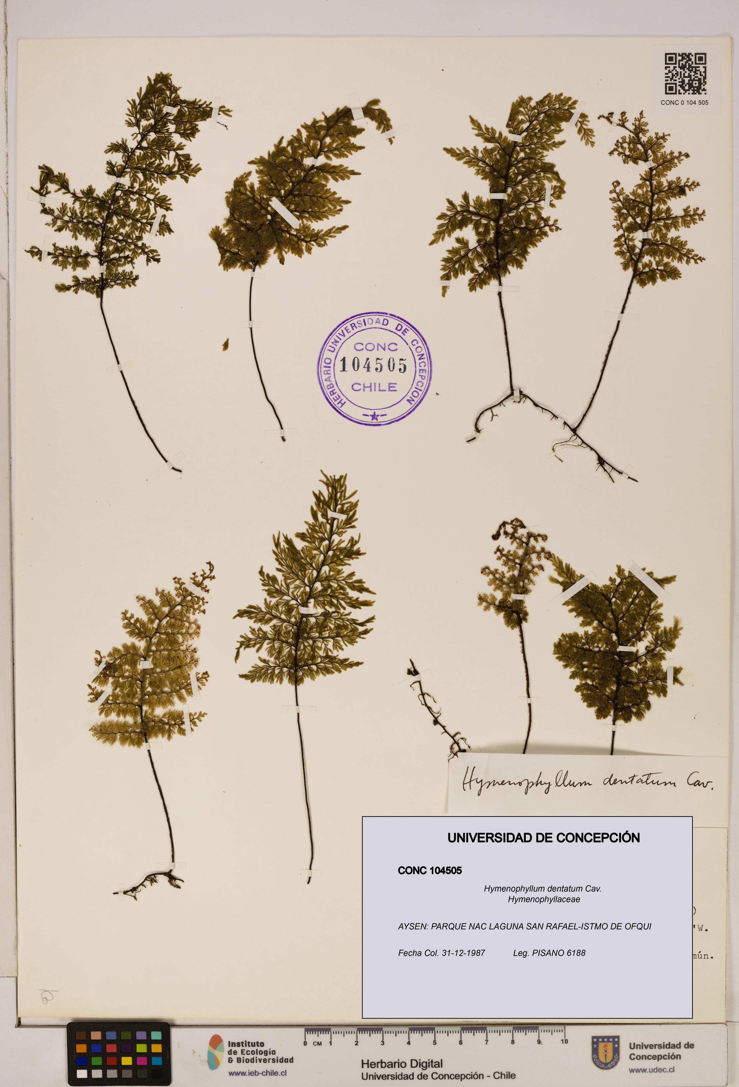 Hymenophyllum dentatum [Espécimen: UDEC:CONC:0104505]