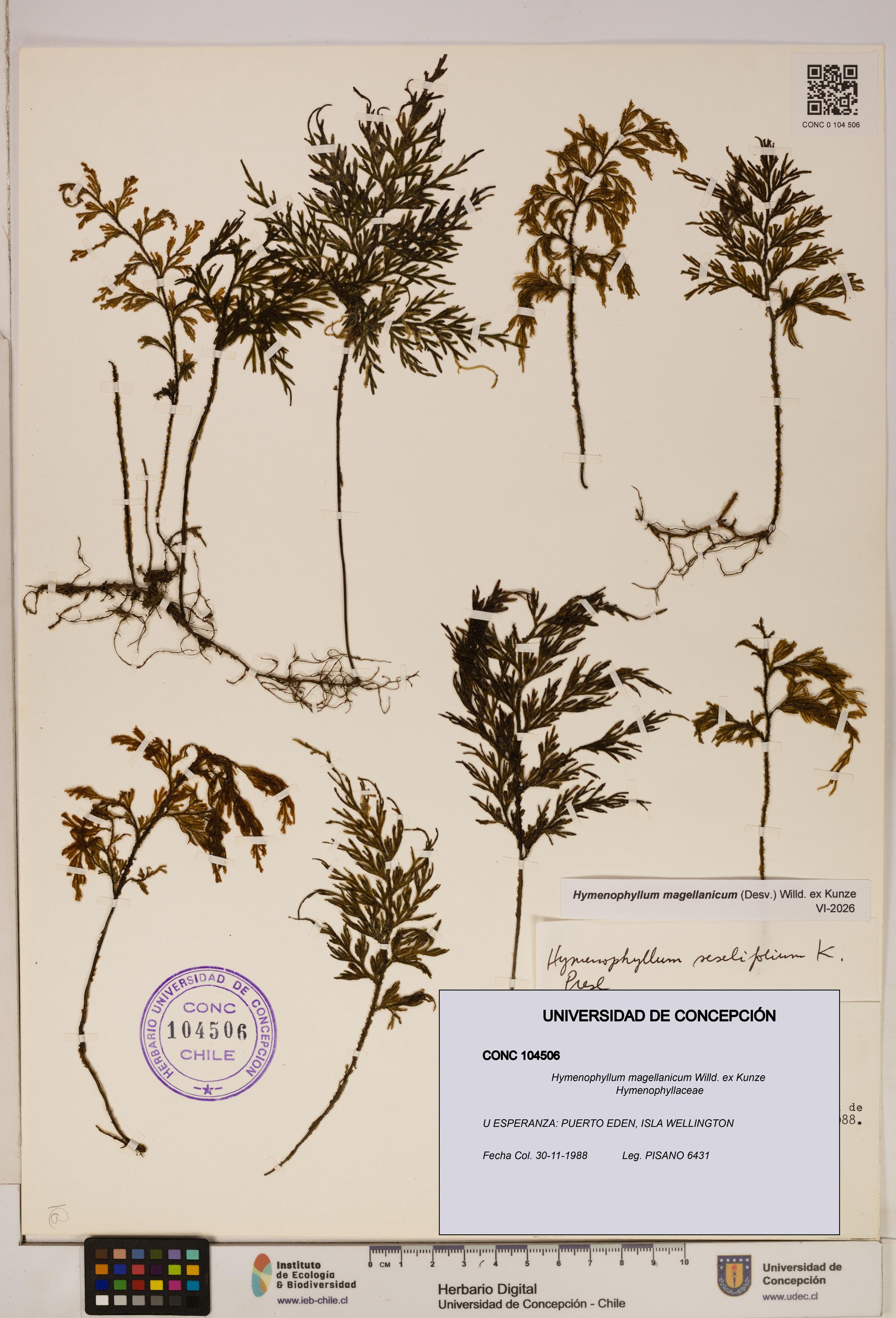 Hymenophyllum magellanicum [Espécimen: ]