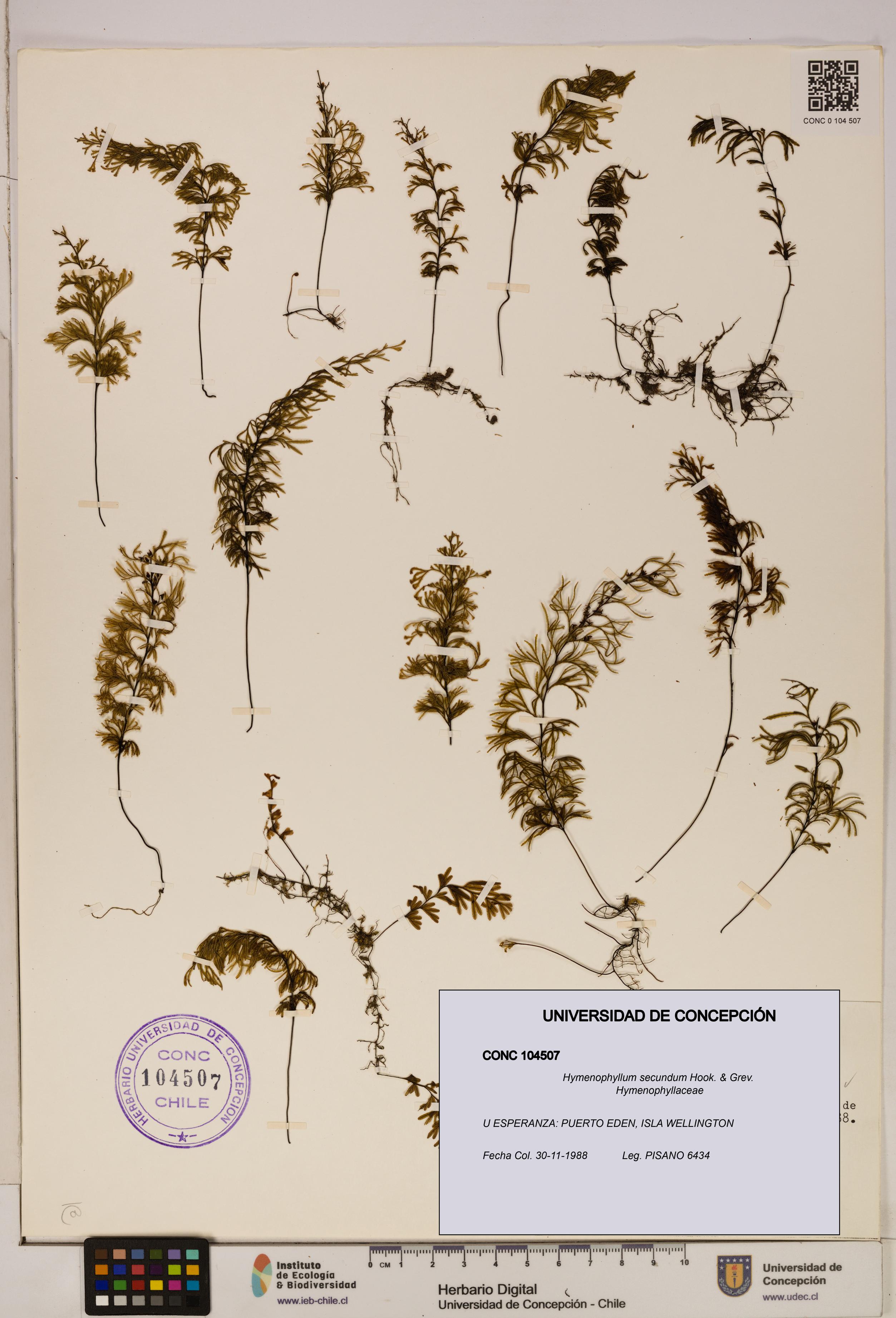 Hymenophyllum secundum [Espécimen: ]