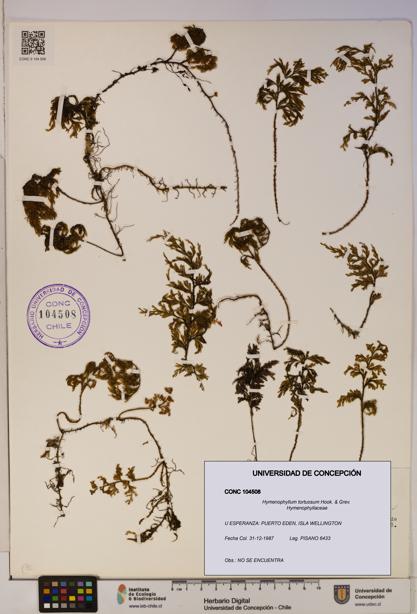 Hymenophyllum tortuosum [Espécimen: ]