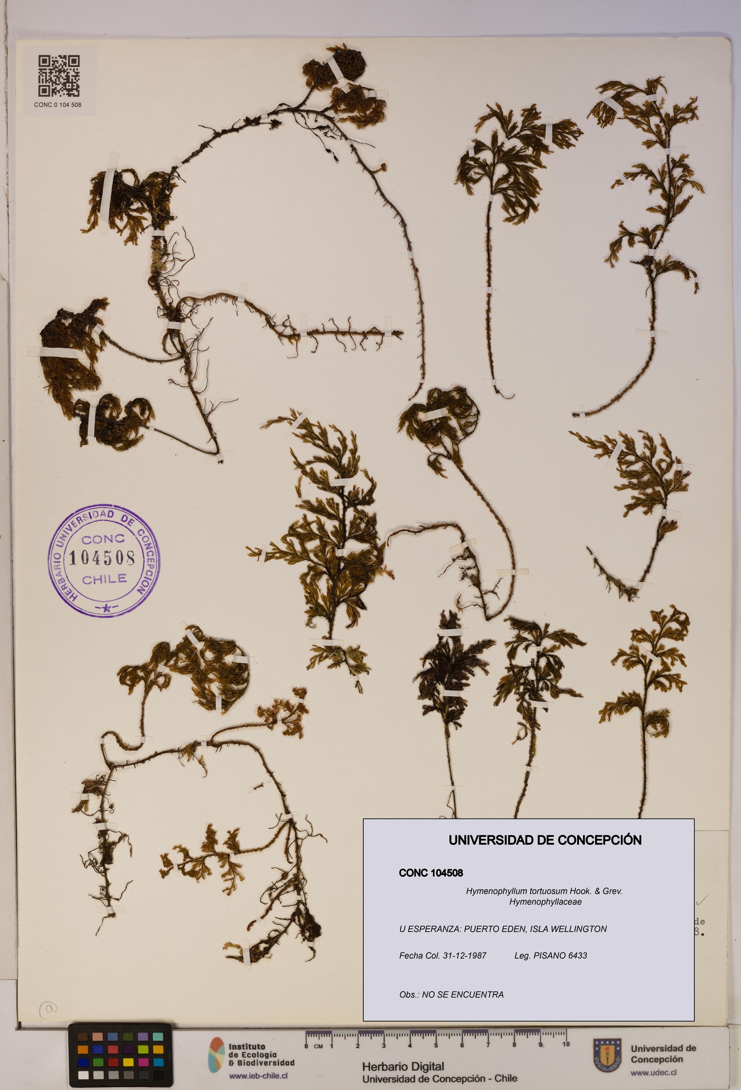 Hymenophyllum tortuosum [Espécimen: ]
