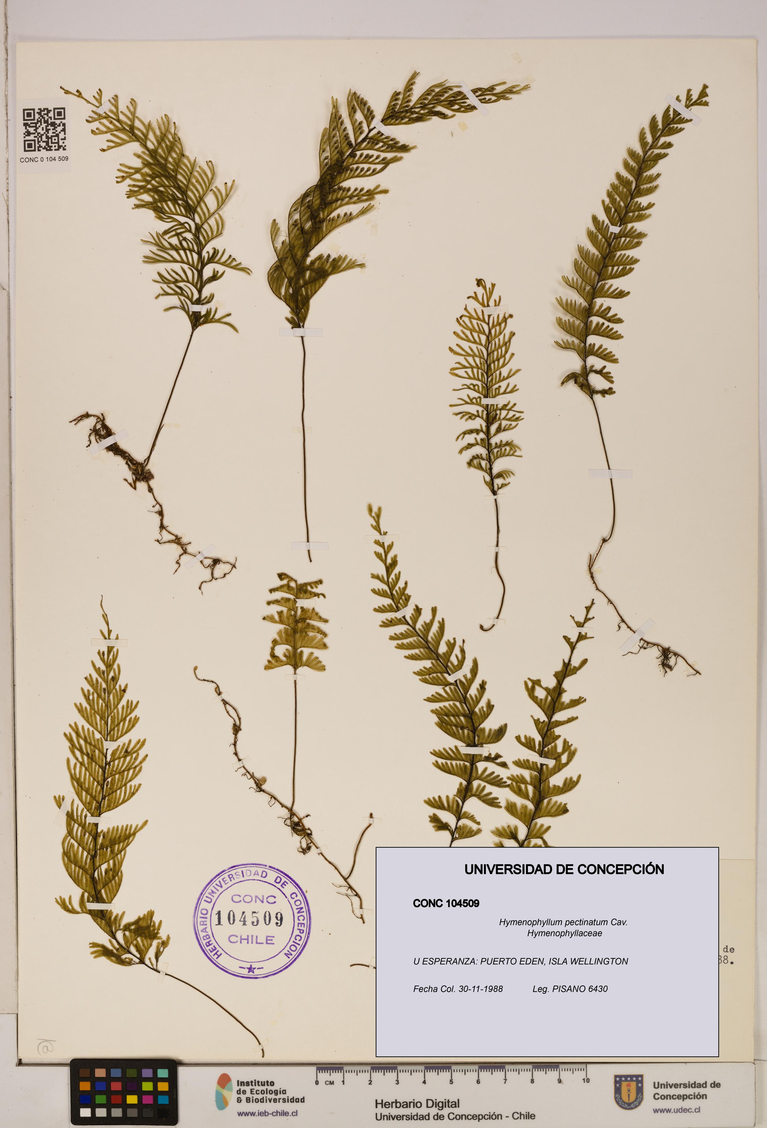 Hymenophyllum pectinatum [Espécimen: ]