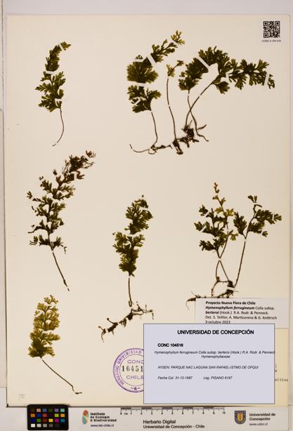 Hymenophyllum ferrugineum [Espécimen: UDEC:CONC:0104516]
