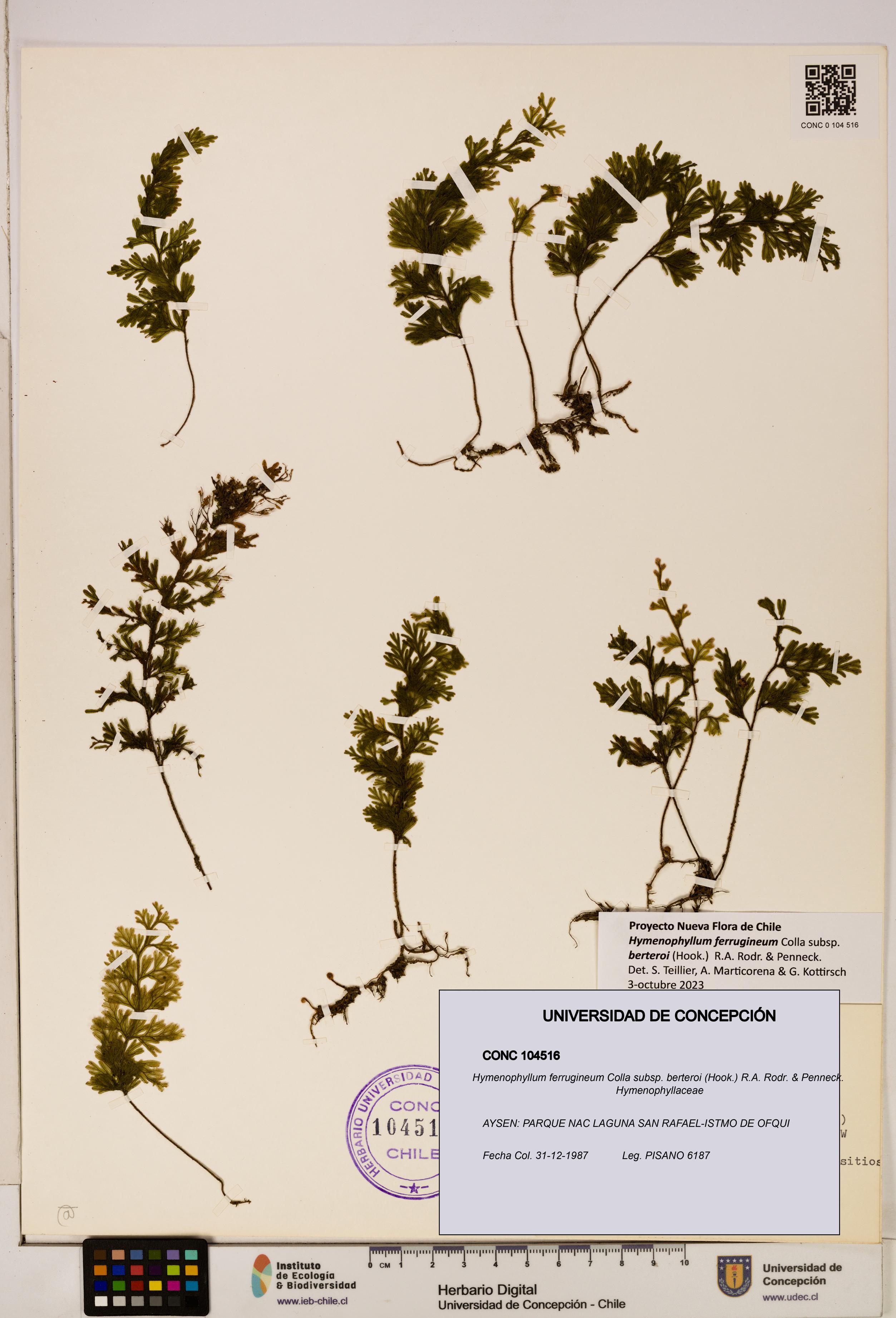 Hymenophyllum ferrugineum [Espécimen: UDEC:CONC:0104516]