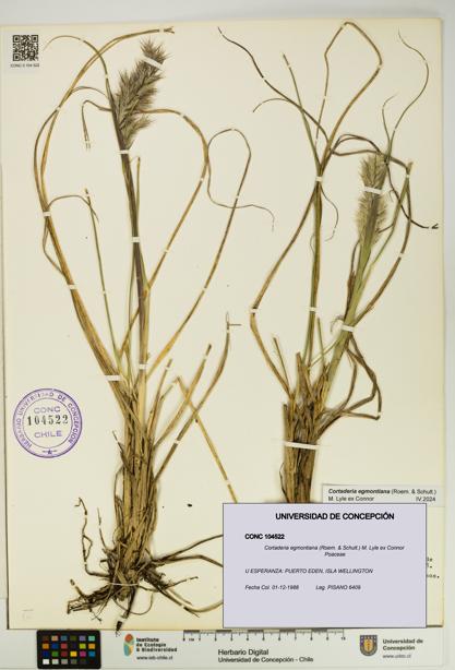 Cortaderia egmontiana [Espécimen: UDEC:CONC:0104522]
