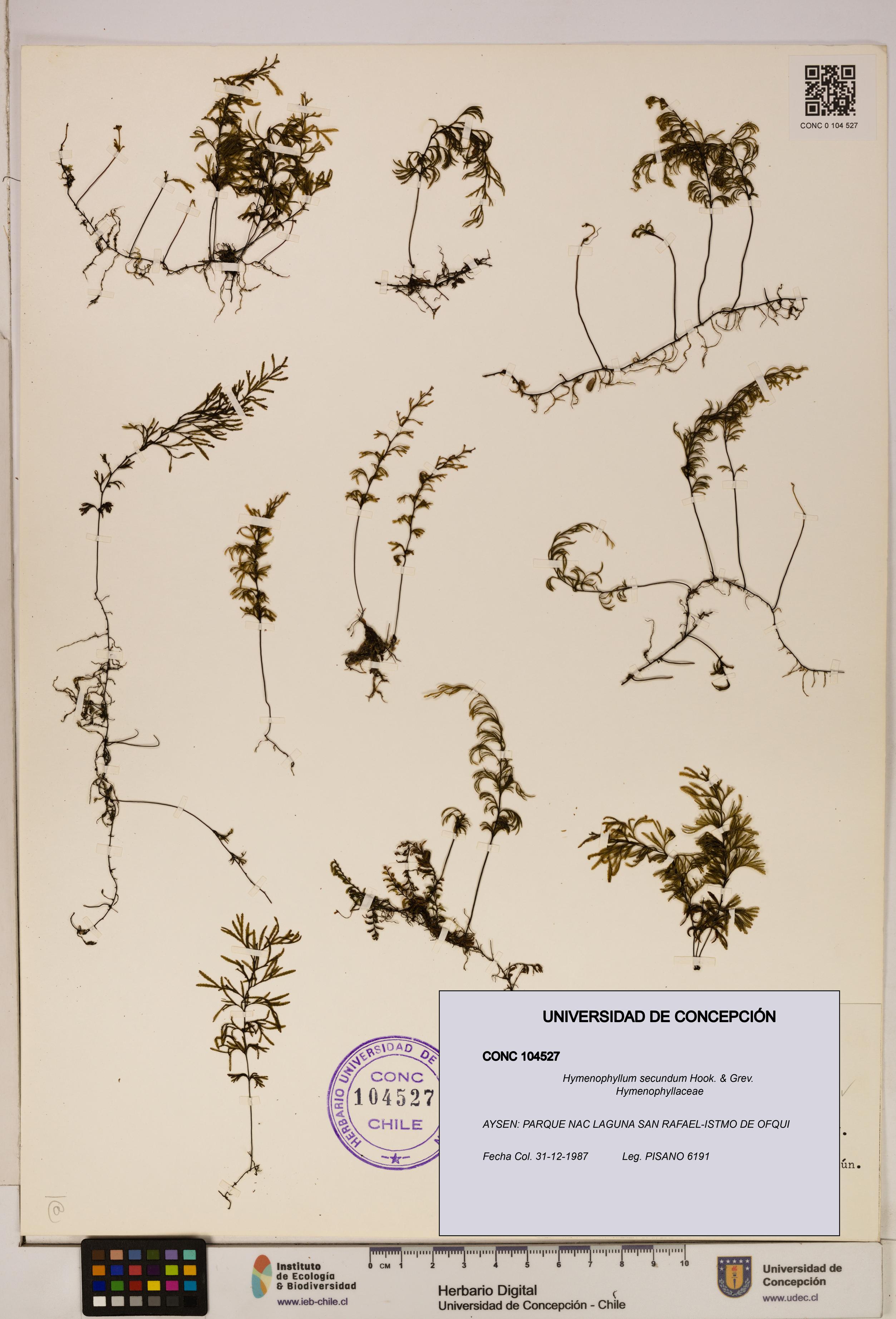 Hymenophyllum secundum [Espécimen: ]