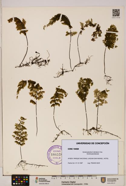 Hymenophyllum dentatum [Espécimen: UDEC:CONC:0104528]