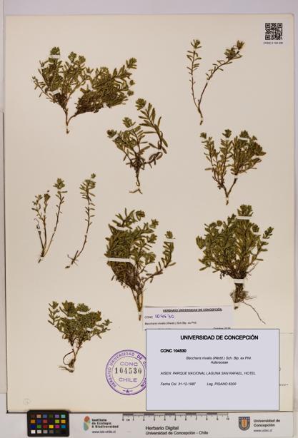 Baccharis nivalis [Espécimen: UDEC:CONC:0104530]