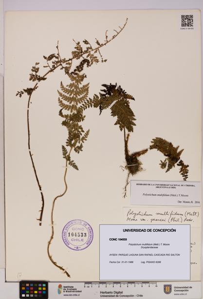 Polystichum multifidum [Espécimen: UDEC:CONC:0104533]