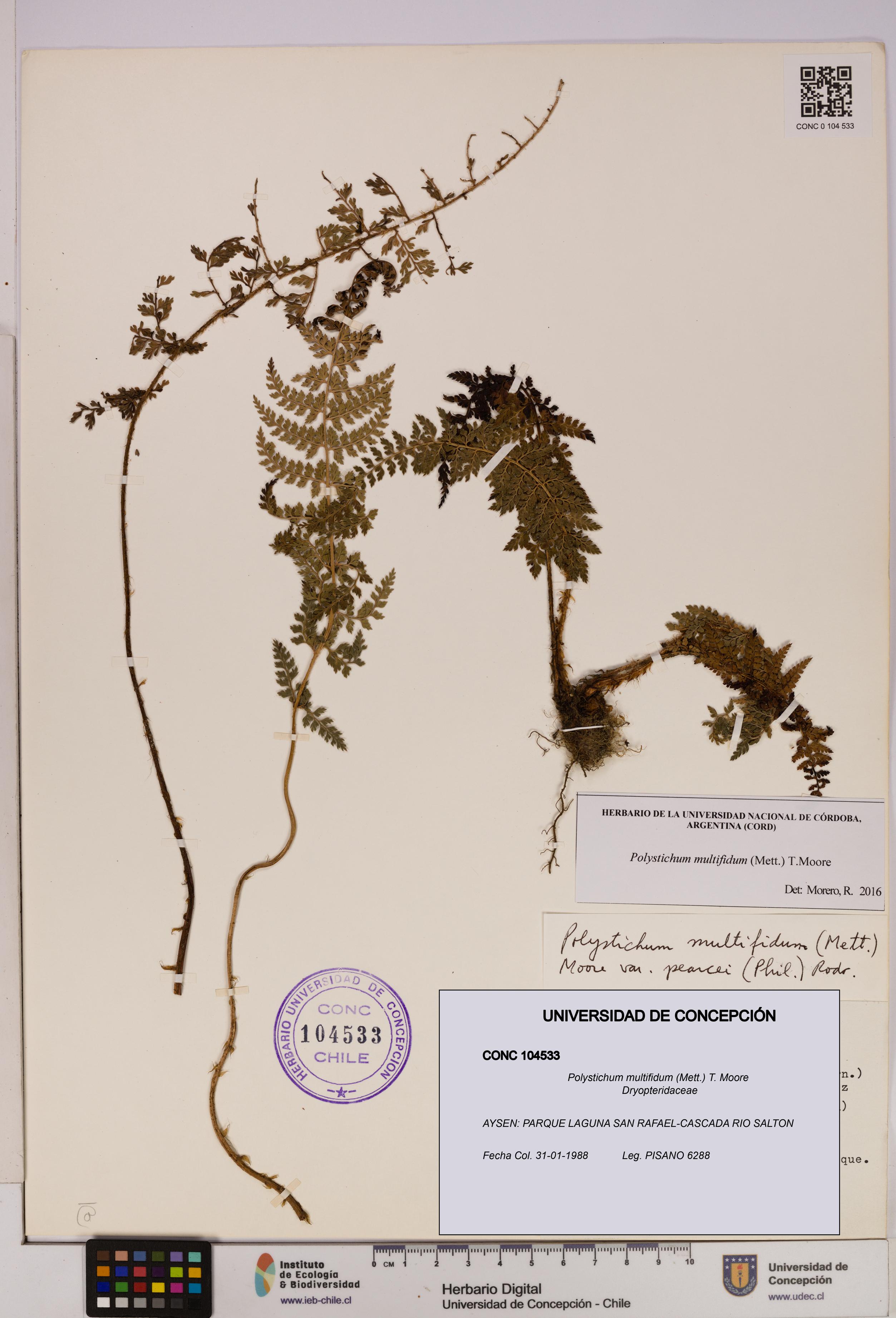 Polystichum multifidum [Espécimen: UDEC:CONC:0104533]
