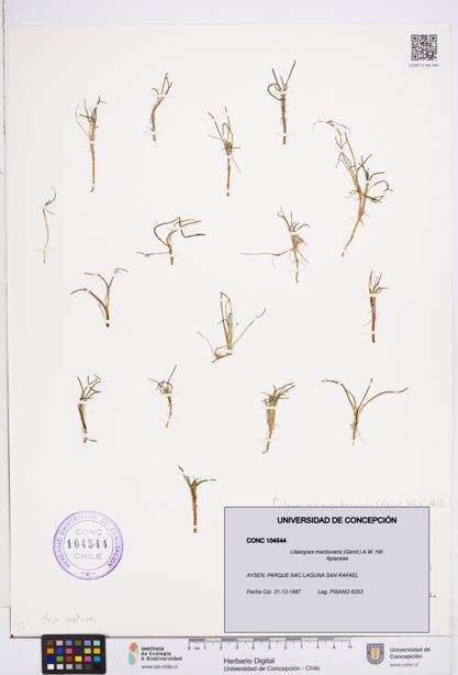 Lilaeopsis macloviana [Espécimen: ]
