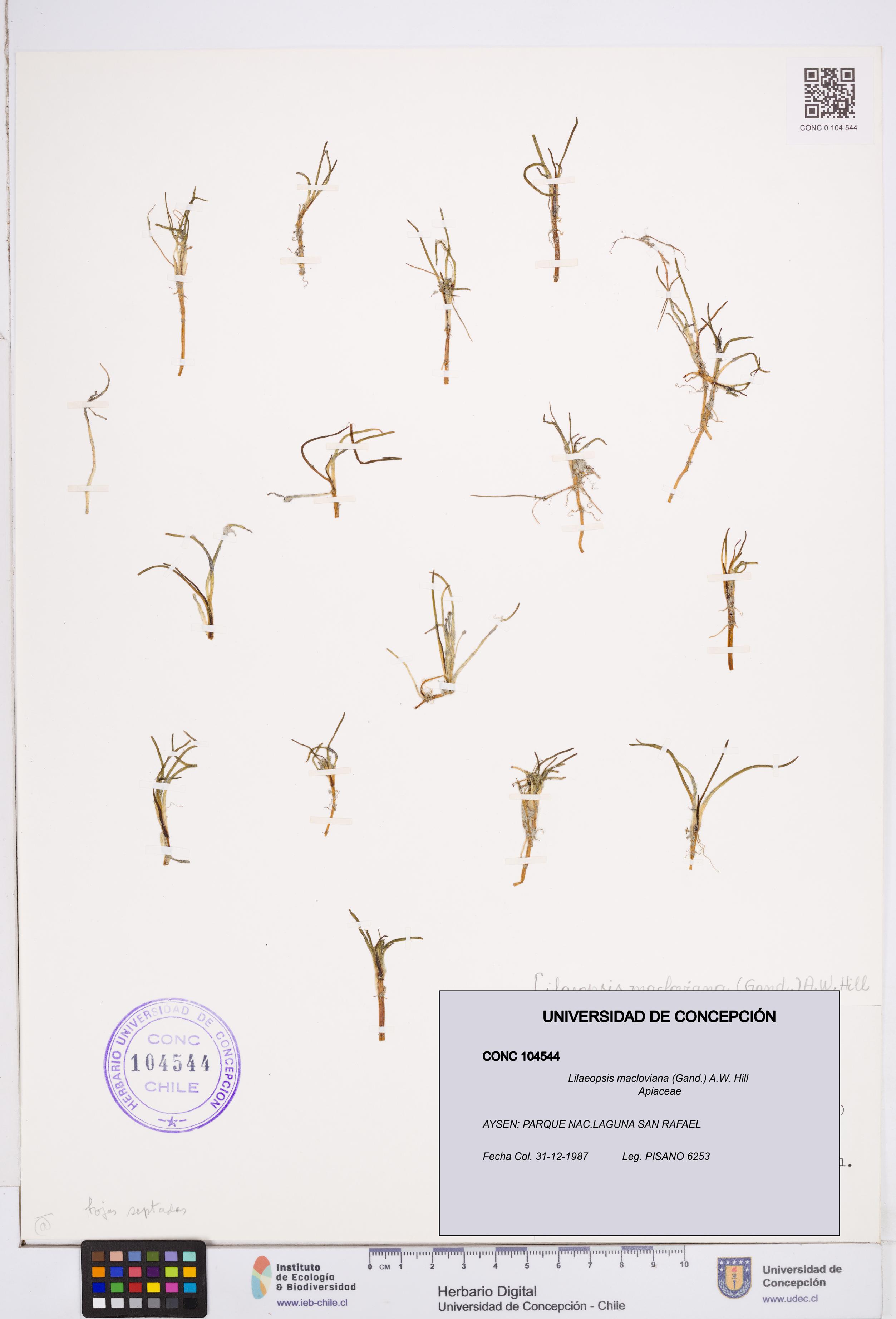 Lilaeopsis macloviana [Espécimen: ]