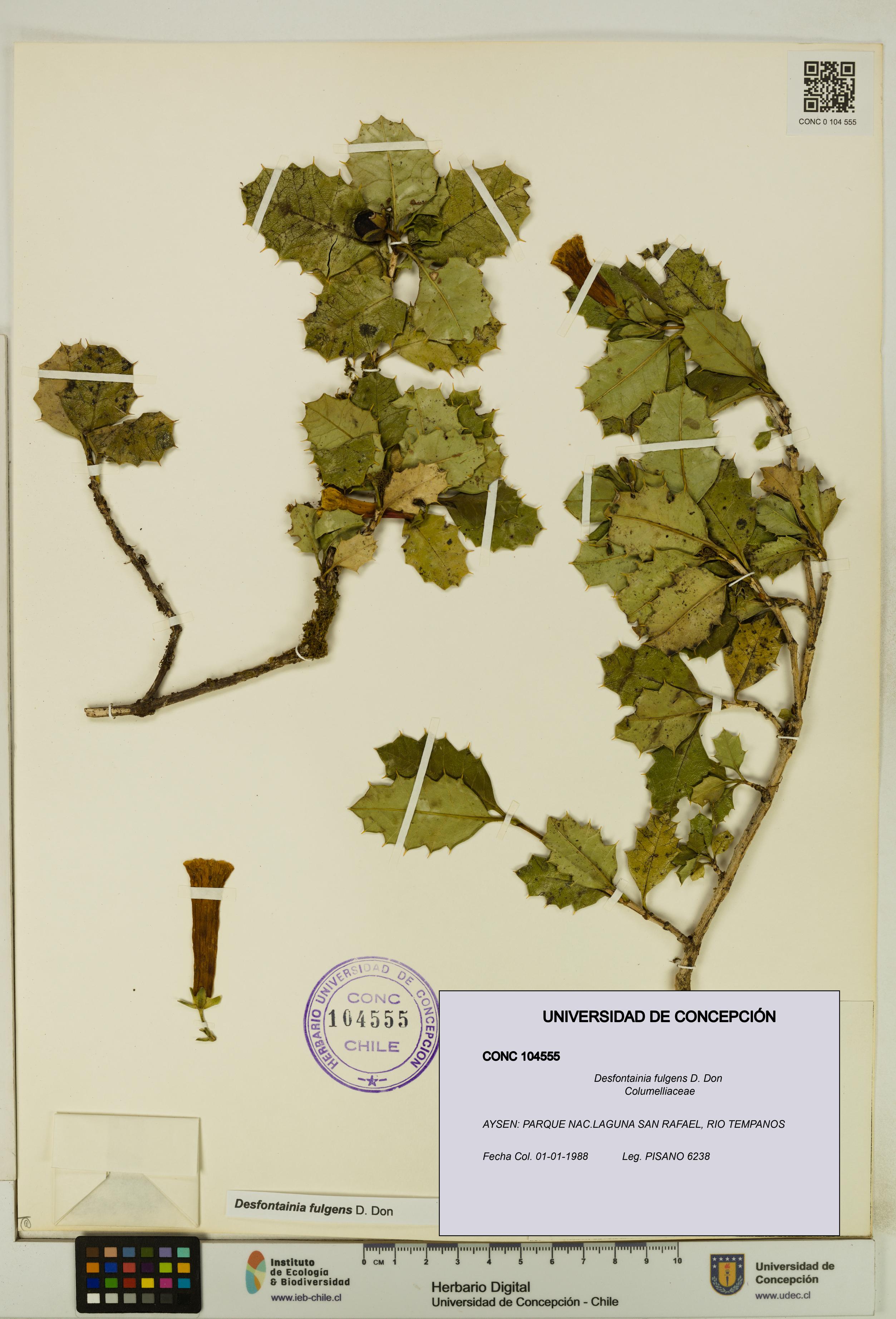 Desfontainia fulgens [Espécimen: UDEC:CONC:0104555]