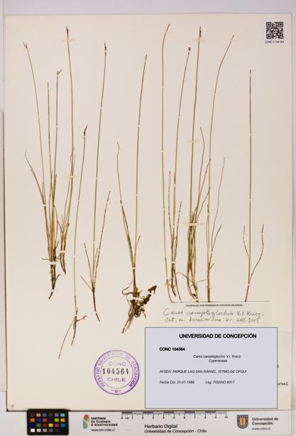 Carex camptoglochin [Espécimen: UDEC:CONC:0104564]