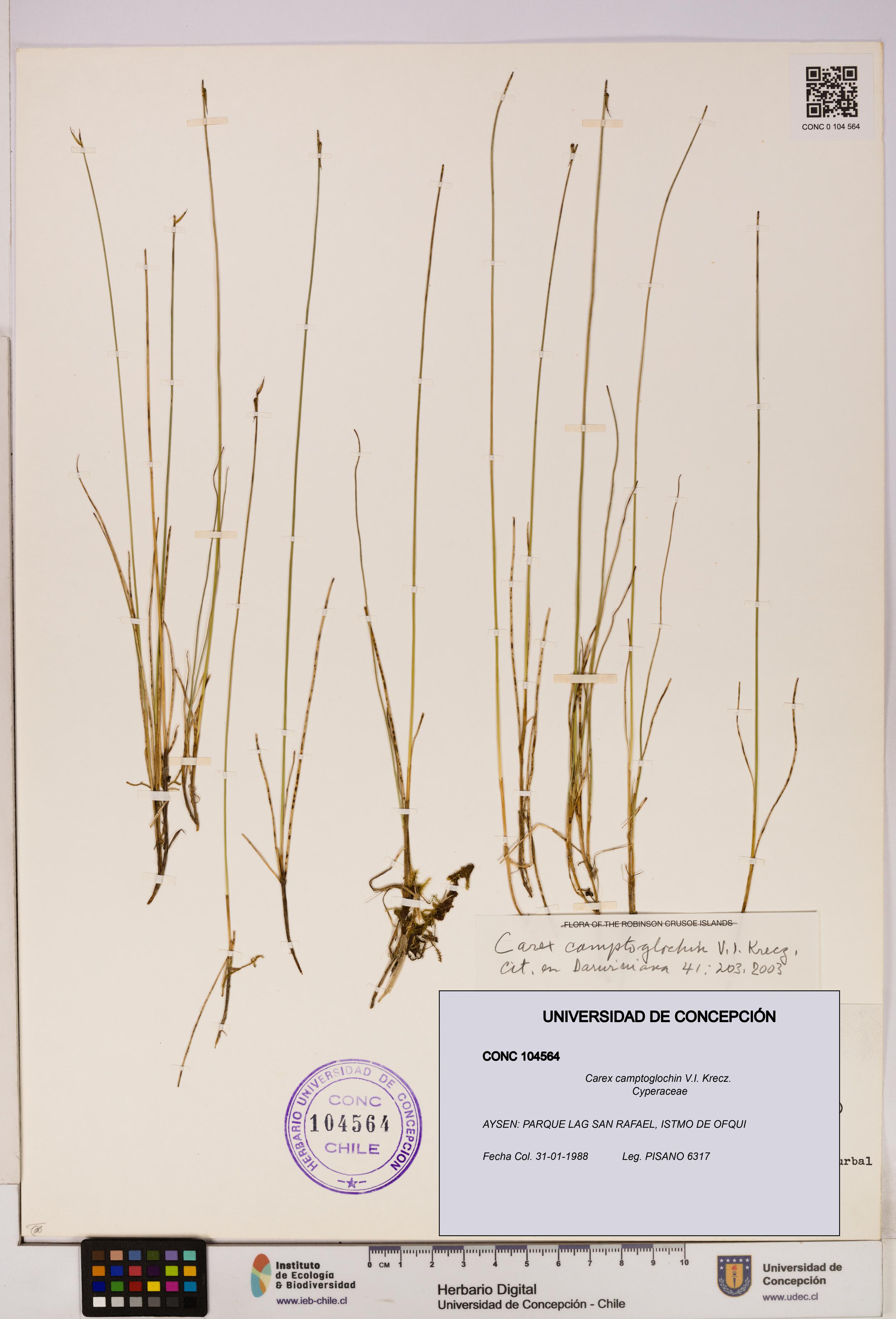 Carex camptoglochin [Espécimen: UDEC:CONC:0104564]