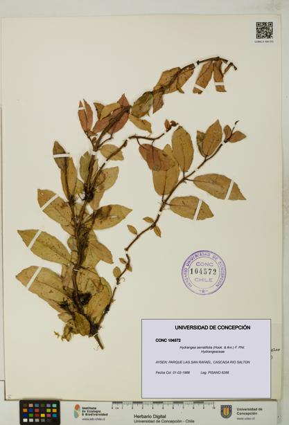 Hydrangea serratifolia [Espécimen: UDEC:CONC:0104572]