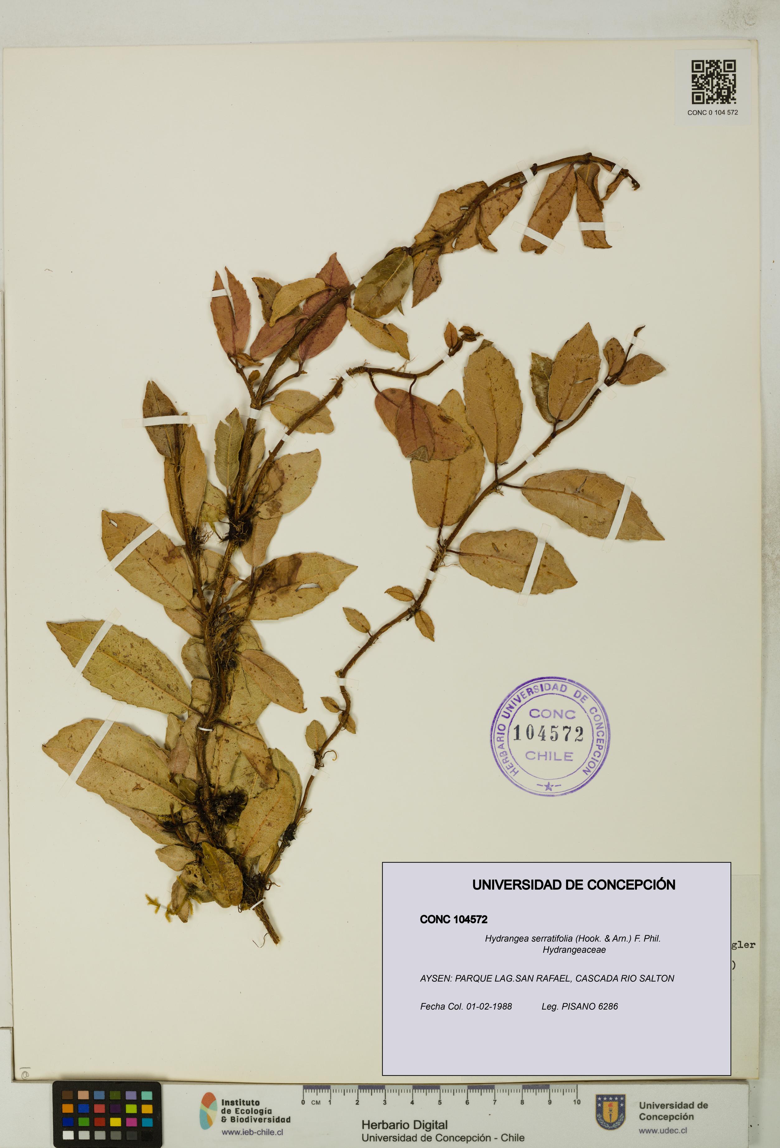 Hydrangea serratifolia [Espécimen: UDEC:CONC:0104572]