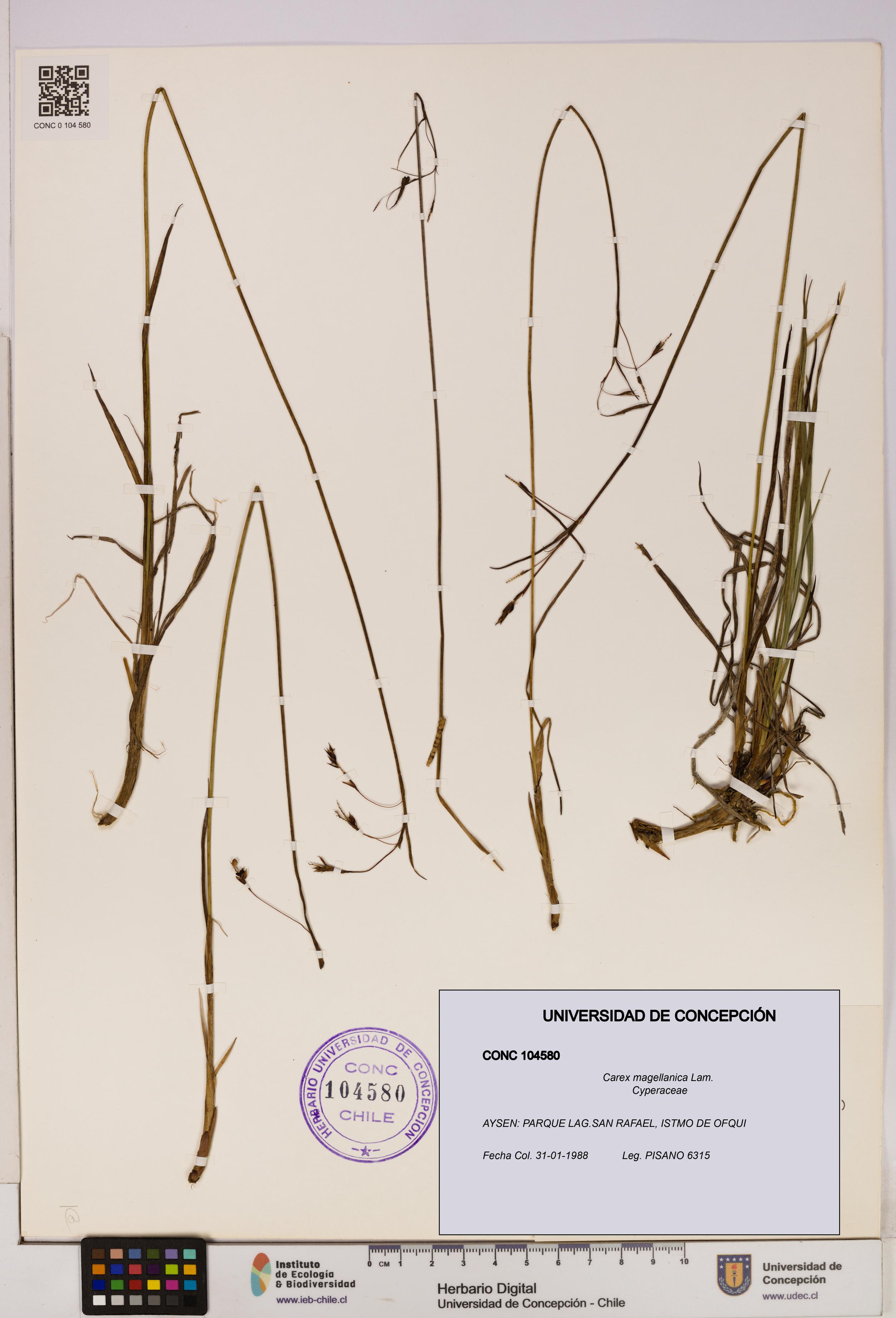 Carex magellanica [Espécimen: UDEC:CONC:0104580]