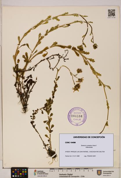 Senecio cuneatus [Espécimen: UDEC:CONC:0104586]