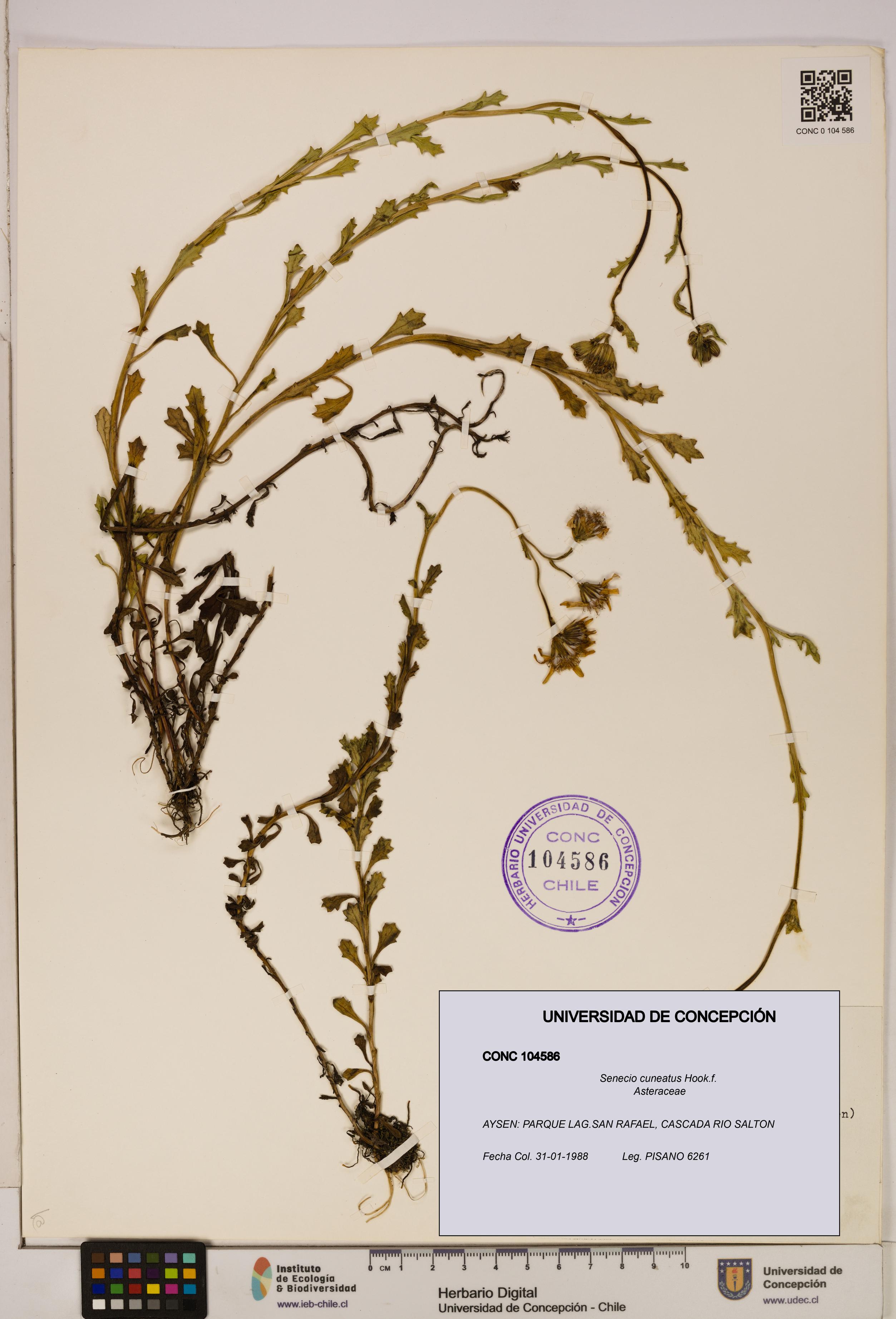 Senecio cuneatus [Espécimen: UDEC:CONC:0104586]