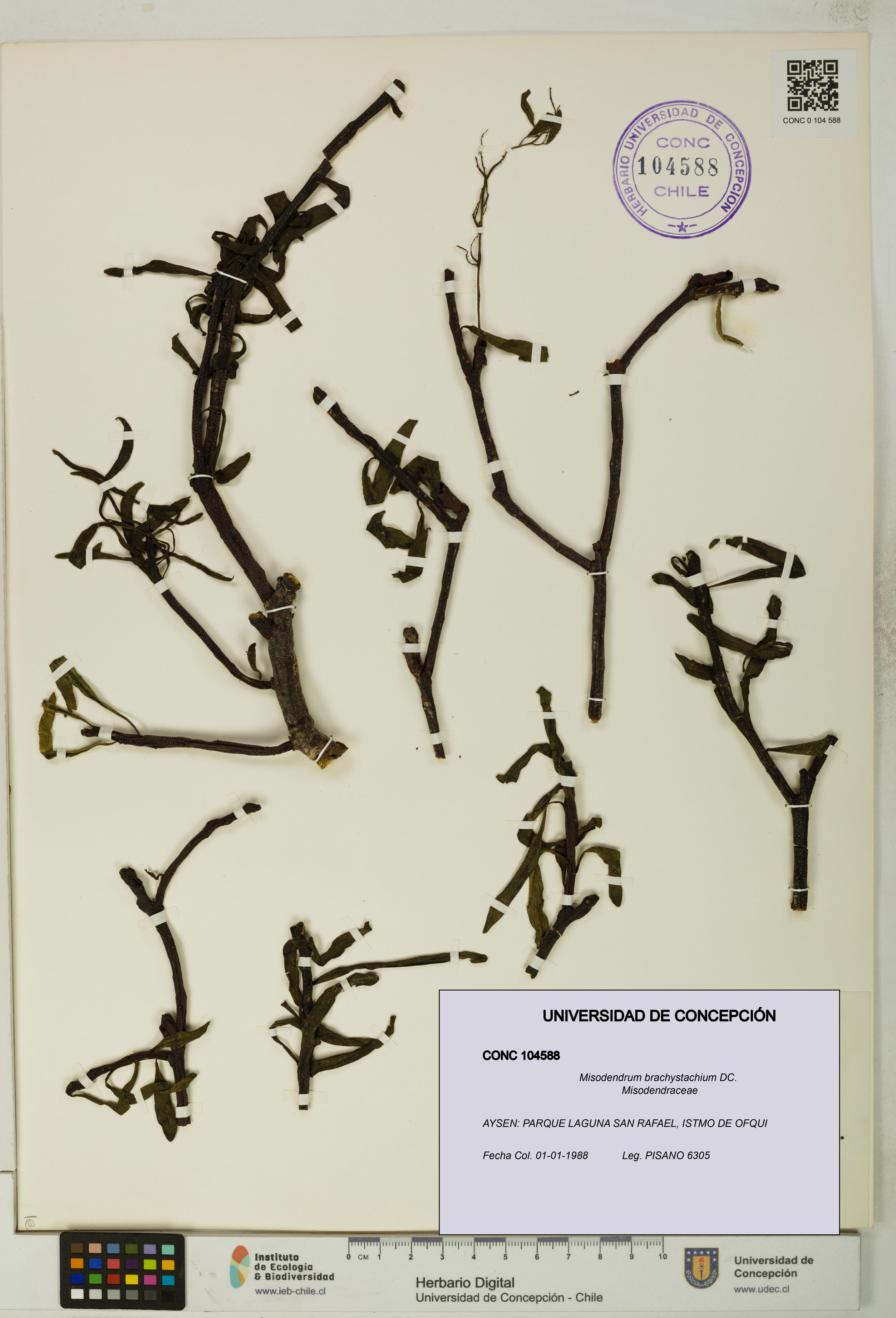Misodendrum brachystachium [Espécimen: UDEC:CONC:0104588]