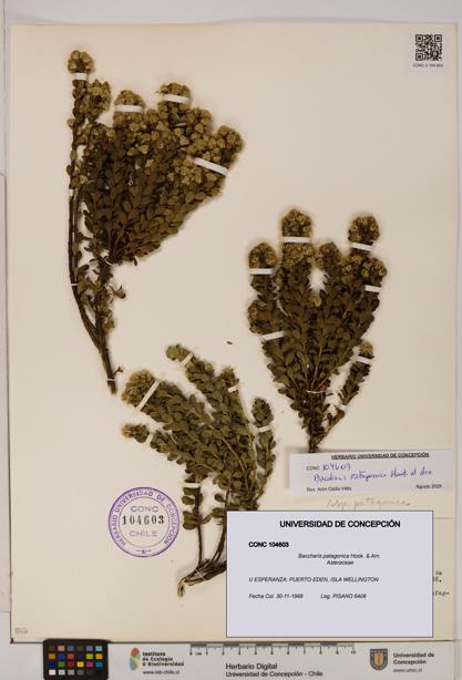 Baccharis patagonica [Espécimen: UDEC:CONC:0104603]