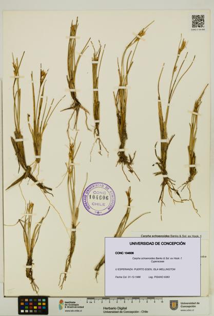 Carpha schoenoides [Espécimen: UDEC:CONC:0104606]