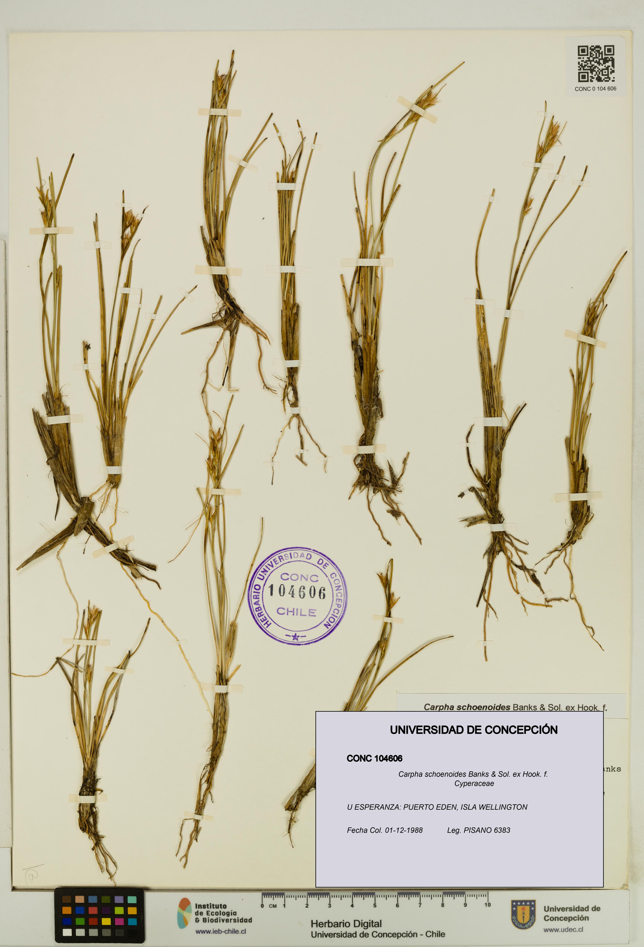 Carpha schoenoides [Espécimen: UDEC:CONC:0104606]