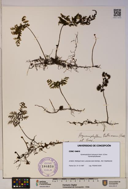 Hymenophyllum tortuosum [Espécimen: ]