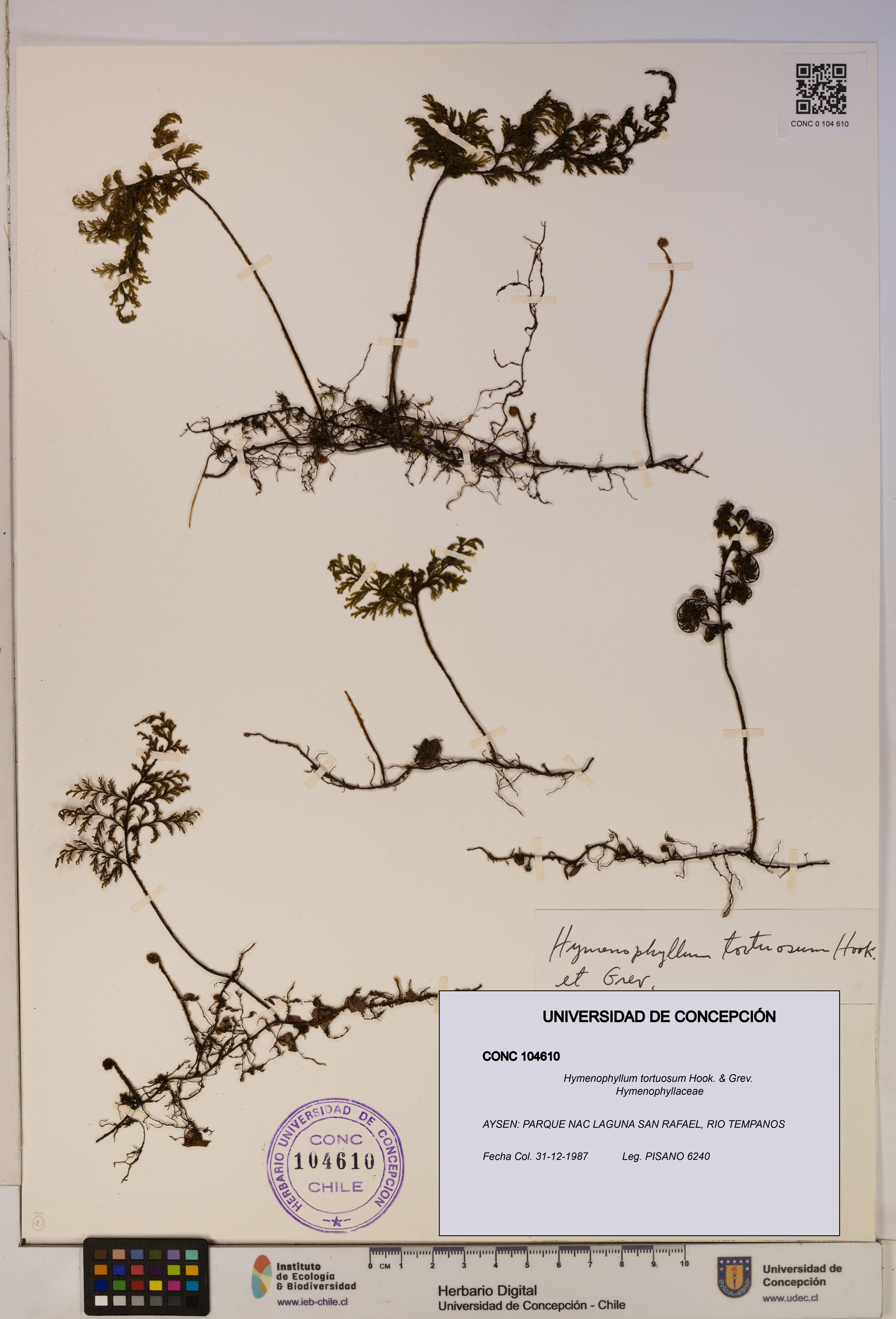Hymenophyllum tortuosum [Espécimen: ]