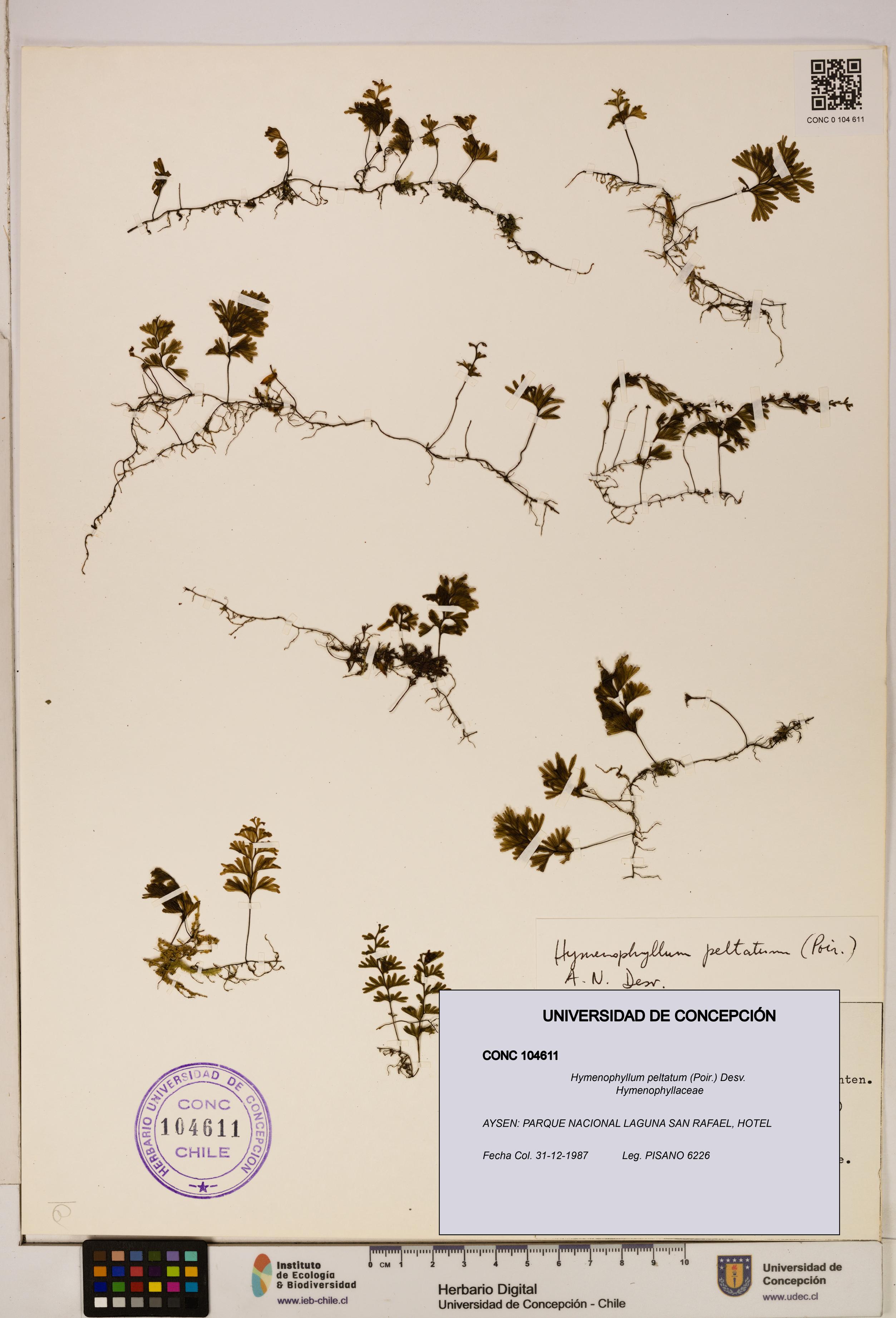 Hymenophyllum peltatum [Espécimen: ]