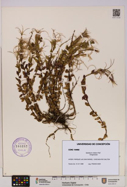 Epilobium ciliatum [Espécimen: UDEC:CONC:0104682]